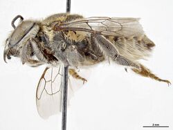 Megachile sequior f.jpg