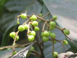 Meliosma simplicifolia - Simple-Leaved Meliosma at Periya 2018 (4).jpg