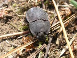 Mimopeus Pascoe, 1866 (AM AMNZ81875-1).jpg