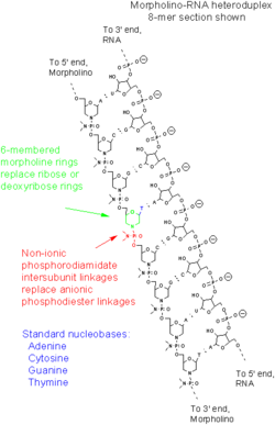 MorpholinoHeteroduplex.png