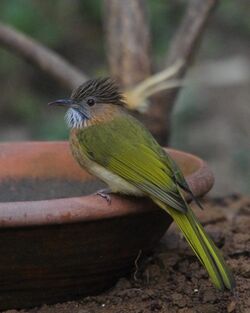 Mountain Bulbul at Sattal.jpg