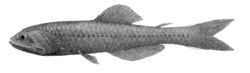 Nannobrachium nigrum.jpg