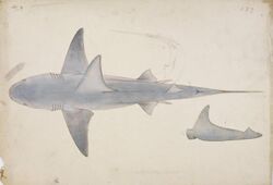 Naturalis Biodiversity Center - RMNH.ART.45 - Carcharhinus gangeticus (Müller and Henle) - Kawahara Keiga - 1823 - 1829 - Siebold Collection - pencil drawing - water colour.jpeg