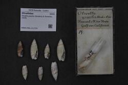 Naturalis Biodiversity Center - RMNH.MOL.211724 - Olivella gracilis (Broderip & Sowerby, 1829) - Olivellidae - Mollusc shell.jpeg