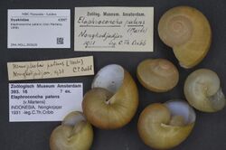 Naturalis Biodiversity Center - ZMA.MOLL.393629 - Elaphroconcha patens (Von Martens, 1898) - Dyakiidae - Mollusc shell.jpeg