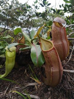 Nepenthes latiffiana upper and lower pitchers..jpg