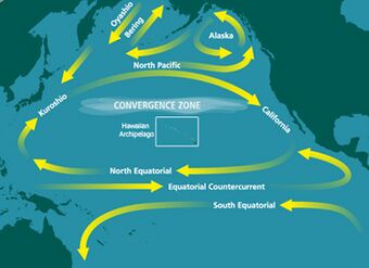 Map showing large-scale looping water movements within the Pacific. One circle west to Australia, then south and back to Latin America. Further north, water moves east to Central America, and then joins a larger movement further north, which loops south, west, north, and east between North America and Japan. Two smaller loops circle in the eastern and central North Pacific.