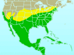 Northern Mockingbird-rangemap.gif