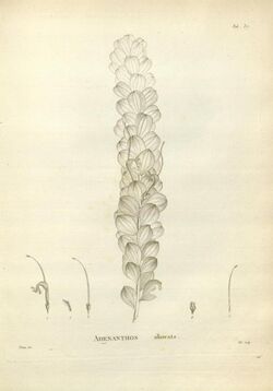 an ancient pencil drawing of leaf and flower parts of a plant