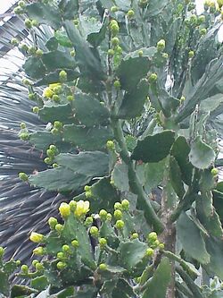 Opuntia brasiliensis1.jpg
