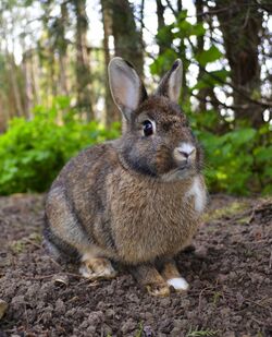 A small brown rabbit sat on the dirt in a forest. Its ears are small and alert and the tip of its nose, part of its chest and one of its feet are white.
