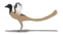 Overoraptor chimentoi.png