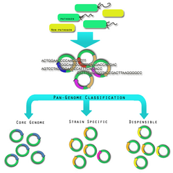 Pan-genome-graphics.png