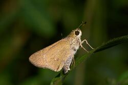 Parnara bada-Kadavoor-2016-09-09-001.jpg