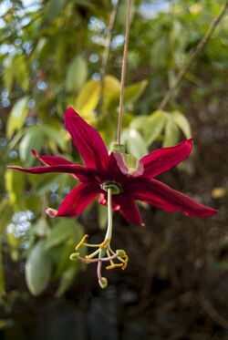 Passiflora antioquiensis.jpeg