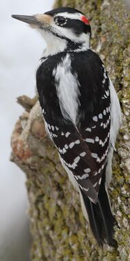 A closeup image shows the Hairy woodpecker on a tree, one of many common bird species in the Mazama and Crater Lake National Park area
