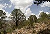 Pinus remota, Sierra Rica, Manuel Benavides, Chihuahua, Mexico 1.jpg