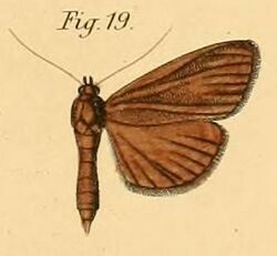 Pl.2-19-Botys fumarialis=Phostria fumarialis (Dewitz, 1881).JPG