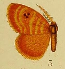 Pl.38-05-Leptaroa fulvicolora Hampson, 1910.JPG