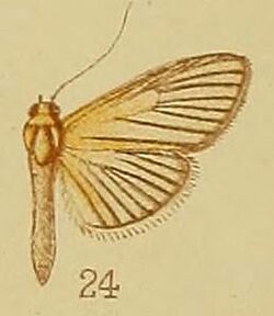 Pl.40-fig.24-Lygropia atrinervalis Hampson, 1910.JPG