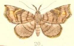 Pl.6-20-Egnasia fasciata (Moore 1882) (Thyridospila).JPG