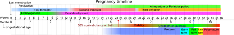 File:Pregnancy timeline.png
