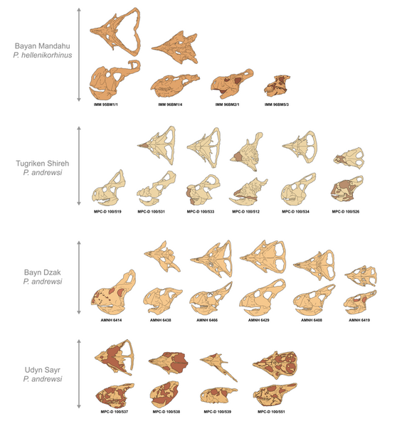 File:Protoceratops variation.png