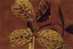 Puccinia arachidis2.jpg