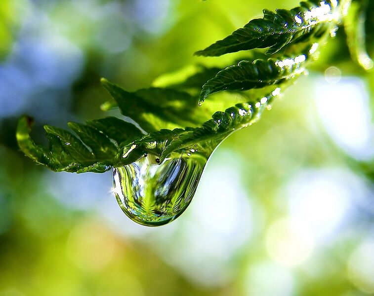 File:Raindrop on a fern frond.jpg