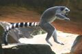 Ring tail lemur leaping.JPG