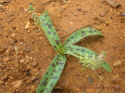 Scilla hyacinthina (Roth.)J.F.Macbr. - Flickr - lalithamba.jpg