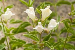 Scutellaria californica.jpeg