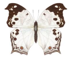 SeitzFaunaAfricanaXIIITaf50, Protogoniomorpha anacardii anacardii.jpg