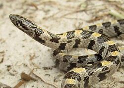 Short-Tailed Snake close up.jpg