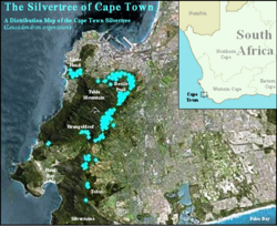 Silvertree Distribution Map - Leucadendron argenteum - Cape Town.png