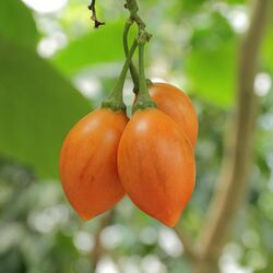 Solanum betaceum-IMG 0242.jpg