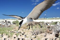 Sooty tern flying.JPG