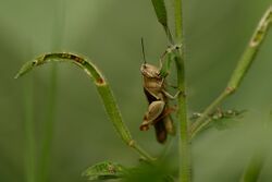 Spur-throat grasshopper.jpg