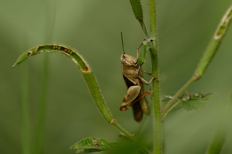 File:Spur-throat grasshopper.jpg