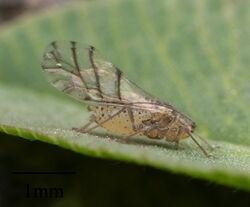 Therioaphis trifolii 13247415.jpg