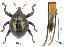 Trigonopterus rotundulus (10.3897-zookeys.828.32200) Figure 79.jpg