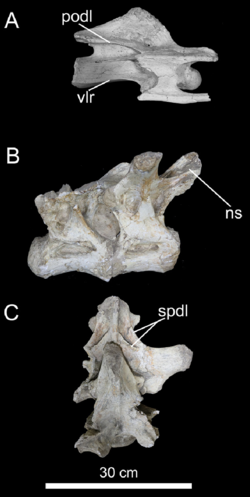 Trigonosaurus vertebrae (MCT 1488-R).png
