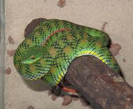 Trimeresurus schultzei.jpg