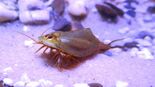 Triops cancriformis spain green 03.jpg