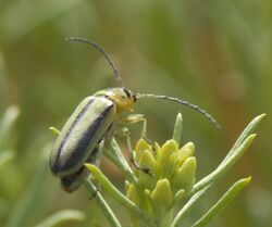 Trirhabda nitidicollis P1520890a.jpg