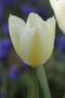 Tulipa fosteriana cv. Purissima.jpg