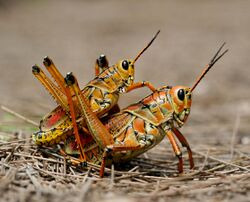 Two eastern Lubber grasshopers (Romalea microptera), mating.jpg