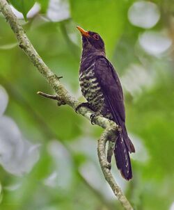 Violet Cuckoo.jpg