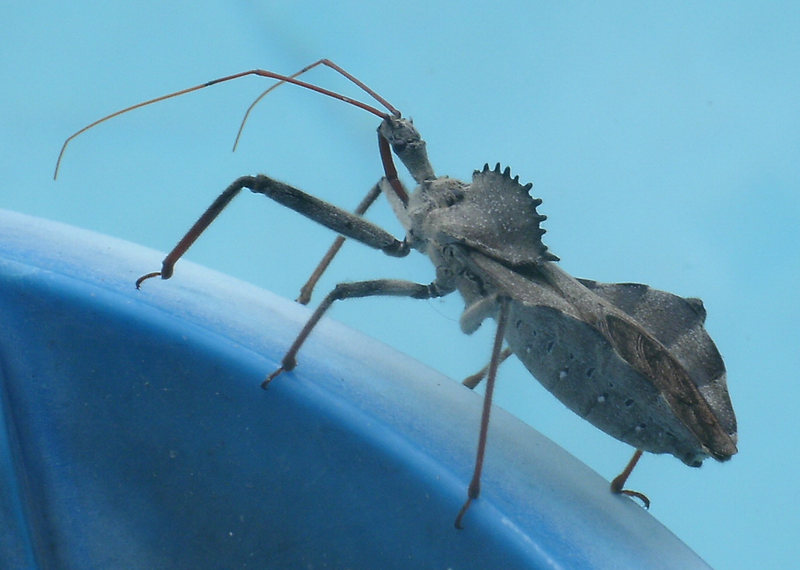 File:Wheel Bug on pool skimmer (NW Arkansas, July 2012).png