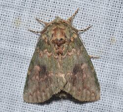 - 7995 – Heterocampa biundata – Wavy-Lined Heterocampa Moth (20310387139).jpg